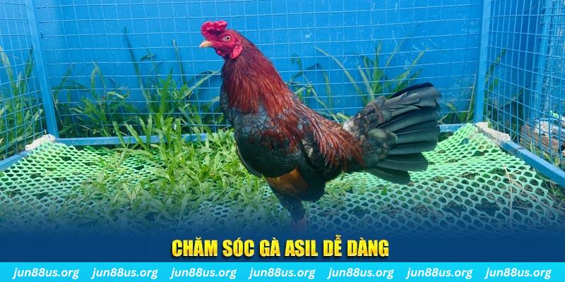 Giống Gà Asil Mạnh Mẽ và Đặc Sắc Tại Jun88 – Khám Phá Ngay 2 Chăm sóc gà Asil dễ dàng