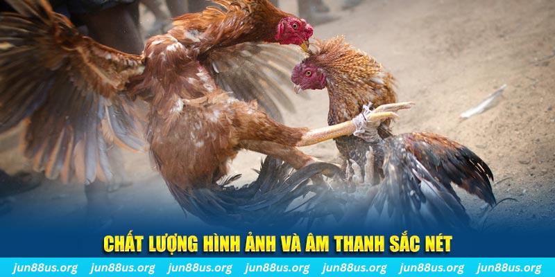 Xem Đá Gà Thomo Trực Tiếp Tại Jun88 – Cập Nhật Liên Tục 2 Chất lượng hình ảnh đẹp