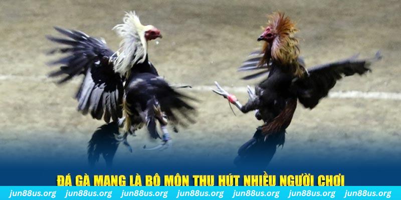 Đá Gà Mạng Jun88: Trải Nghiệm Chơi Đá Gà Trực Tuyến Hấp Dẫn 1 Đá gà mạng là bộ môn thu hút nhiều người chơi