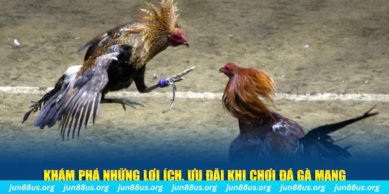 Đá Gà Mạng Jun88: Trải Nghiệm Chơi Đá Gà Trực Tuyến Hấp Dẫn 2 Khám phá những lợi ích, ưu đãi khi chơi Đá gà mạng