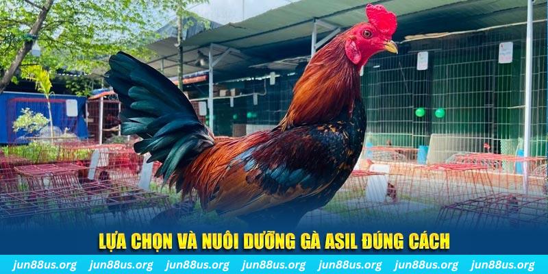 Giống Gà Asil Mạnh Mẽ và Đặc Sắc Tại Jun88 – Khám Phá Ngay 4 Lựa chọn và nuôi dưỡng gà Asil đúng cách