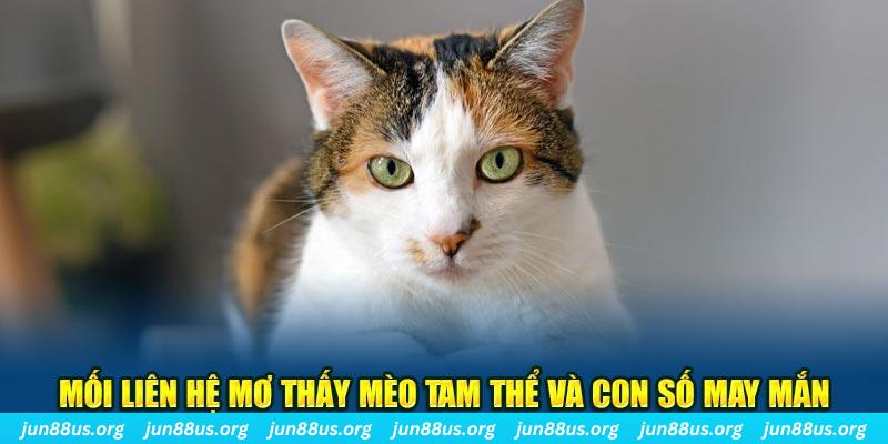 Giải Mã Mơ Thấy Mèo Tam Thể - Mối Liên Hệ Với Các Con Số 3 Mối liên hệ mơ thấy mèo tam thể và con số may mắn