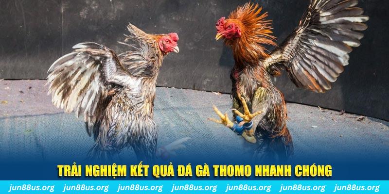 Xem Đá Gà Thomo Trực Tiếp Tại Jun88 – Cập Nhật Liên Tục 1 Trải nghiệm kết quả đá gà Thomo nhanh chóng