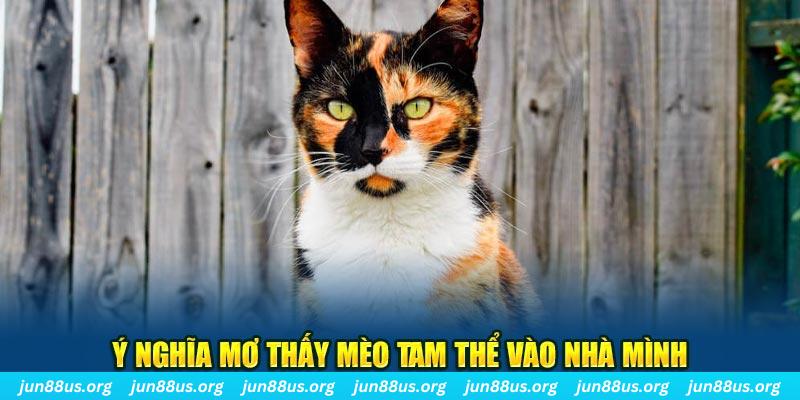 Giải Mã Mơ Thấy Mèo Tam Thể - Mối Liên Hệ Với Các Con Số 2 Ý nghĩa mơ thấy mèo tam thể vào nhà mình