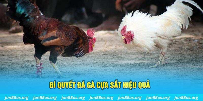 Đá Gà Cựa Sắt - Khám Phá Những Trận Tranh Tài Kịch Tính 4 Bí quyết tham gia thi đấu, trải nghiệm bộ môn hiệu quả