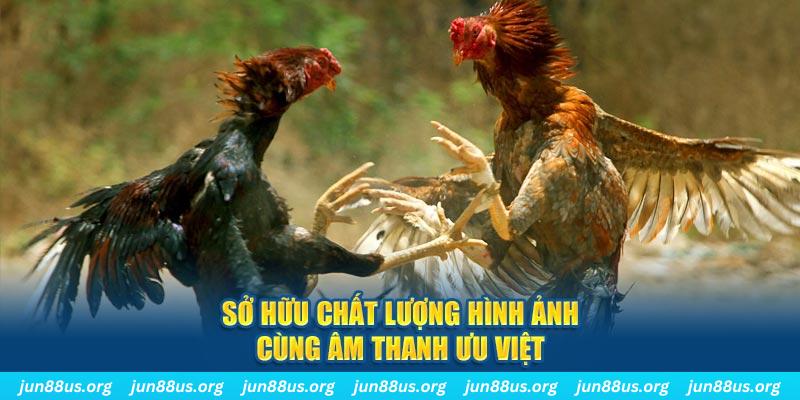 Đá Gà Campuchia - Trải Nghiệm Phút Giây Nghẹt Thở Tại Jun88 3 Sở hữu chất lượng hình ảnh cùng âm thanh ưu việt