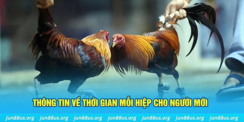 Đá Gà Cựa Sắt - Khám Phá Những Trận Tranh Tài Kịch Tính 3 Thông tin về thời gian mỗi hiệp cho người mới