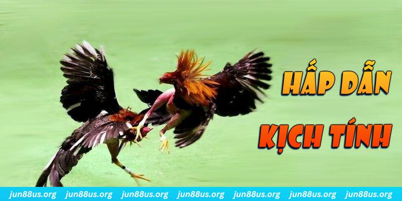 Đá Gà - Cùng Các Chiến Kê Ra Sân Nhận Thưởng Hấp Dẫn 2 Điểm đặc biệt thu hút khách, hỗ trợ trải nghiệm ấn tượng