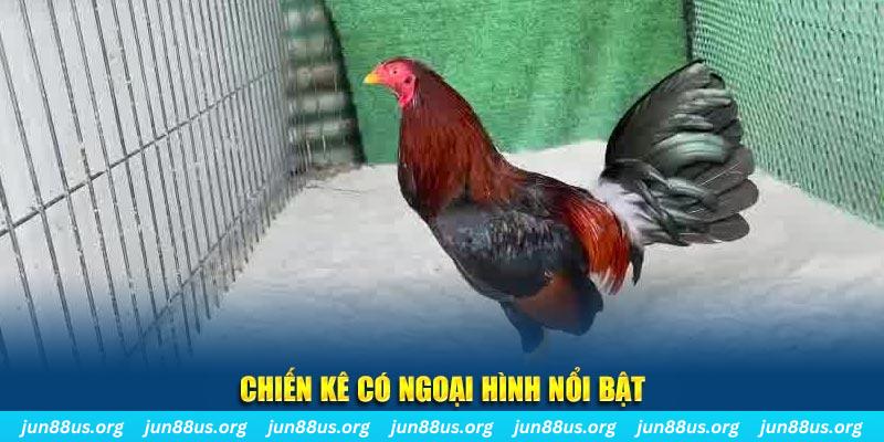 Giống Gà Asil Mạnh Mẽ và Đặc Sắc Tại Jun88 – Khám Phá Ngay 1 Chiến kê có ngoại hình nổi bật