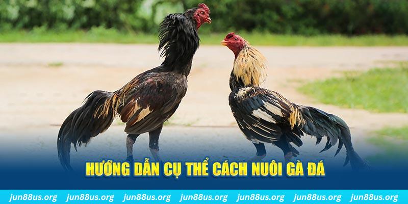 Cách Nuôi Gà Đá - Bí Kíp Để Chiến Binh Luôn Mạnh Khoẻ 1 Chỉ dẫn tổng quan cách nuôi gà đá