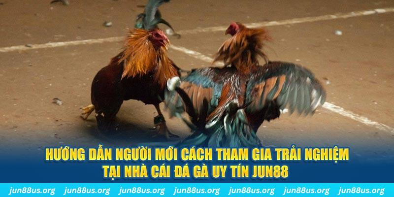 Jun88 - Nhà Cái Đá Gà Uy Tín, Chất Lượng Top 1 Việt Nam 2024 4 Hướng dẫn người mới cách tham gia trải nghiệm tại nhà cái đá gà uy tín Jun88