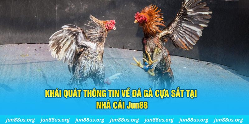 Đá Gà Cựa Sắt - Khám Phá Những Trận Tranh Tài Kịch Tính 1 Khái quát thông tin về đá gà cựa sắt tại nhà cái Jun88