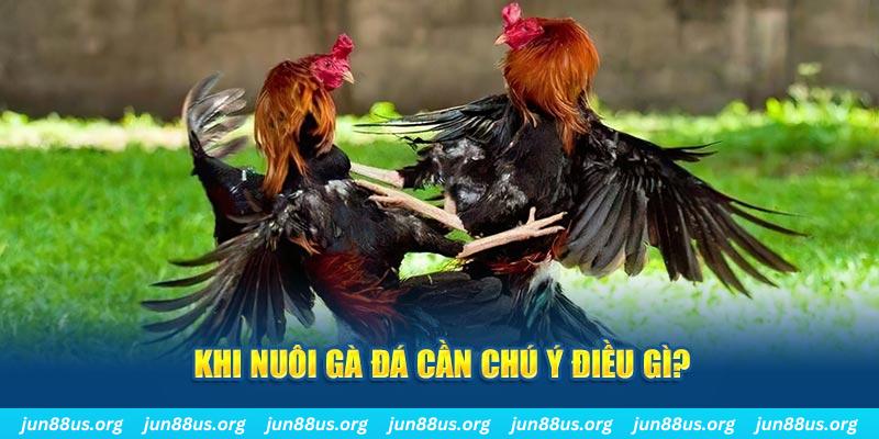 Cách Nuôi Gà Đá - Bí Kíp Để Chiến Binh Luôn Mạnh Khoẻ 2 Khi nuôi gà đá cần chú ý điều gì?