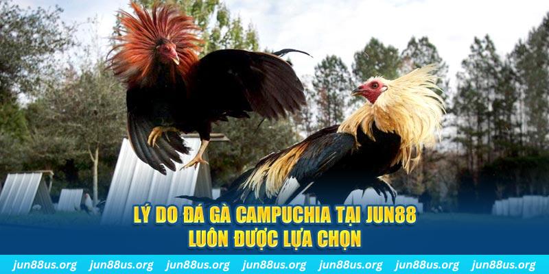 Đá Gà Campuchia - Trải Nghiệm Phút Giây Nghẹt Thở Tại Jun88 2 Lý do đá gà Campuchia tại Jun88 luôn được lựa chọn