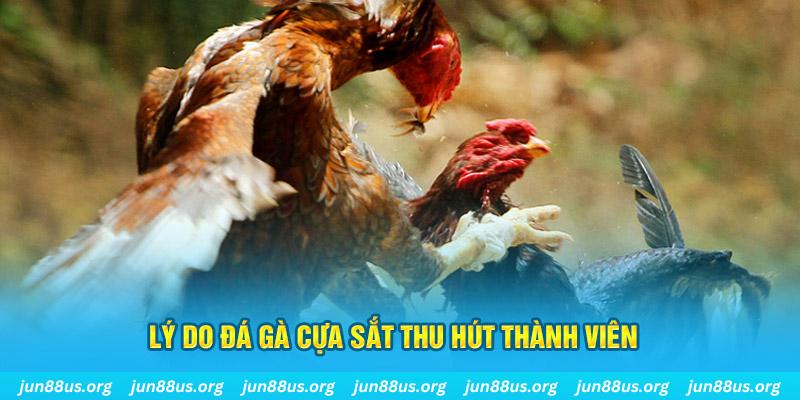 Đá Gà Cựa Sắt - Khám Phá Những Trận Tranh Tài Kịch Tính 2 Lý do thể loại này thu hút được nhiều thành viên tham gia