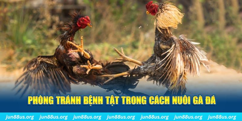 Cách Nuôi Gà Đá - Bí Kíp Để Chiến Binh Luôn Mạnh Khoẻ 3 Phòng tránh bệnh tật trong cách nuôi gà đá