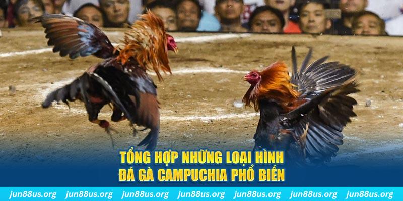 Đá Gà Campuchia - Trải Nghiệm Phút Giây Nghẹt Thở Tại Jun88 4 Tổng hợp những loại hình đá gà Campuchia phổ biến